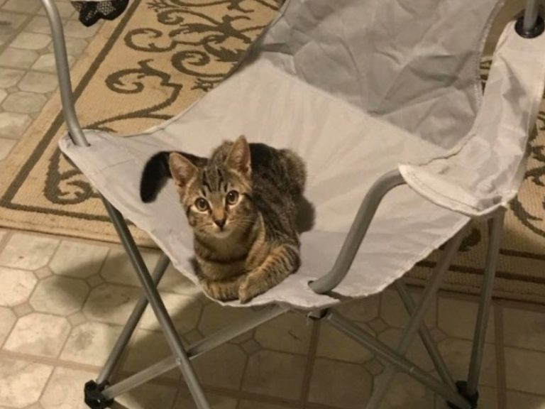 回家發現貓咪大方躺椅子　男子大驚：我沒養貓啊！
