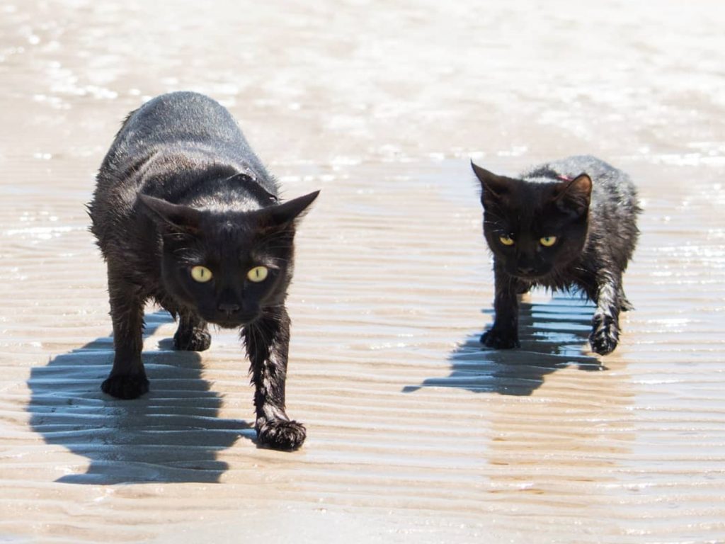 萊恩與梅莉莎夫妻養了兩隻喜歡玩水的黑貓（圖／IG@nathan_thebeachcat）