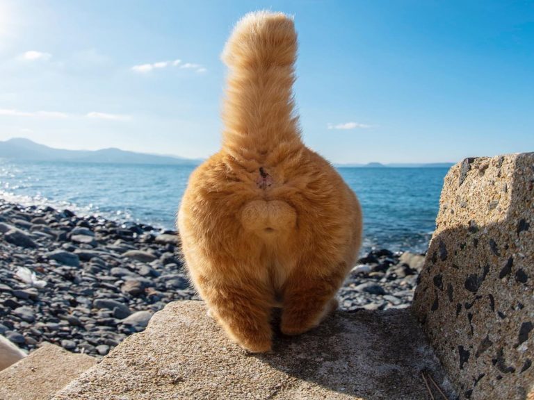 日本攝影師特別喜歡捕捉貓咪的「小鈴鐺」！（圖／IG@yanyam2929）