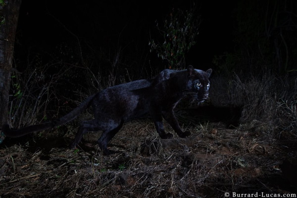 肯亞百年來首次拍到罕見黑豹　月光下漫步畫面超唯美！