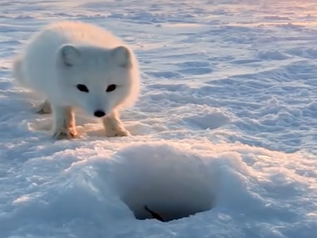 俄羅斯漁夫在冰釣的時候遇見北極狐來搶魚（圖／翻攝自YT@Poke My Heart）