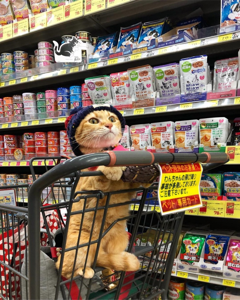 罐罐自己挑！橘貓超愛逛超市　相中就賴著不走：馬麻買給我～