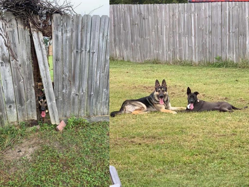 經過幾個月的折騰，貝莉和謝普終於見面了！牠們開心地手舞足蹈慶祝這歷史性的一刻！(圖/Tessa Llewellyn Holmes) 