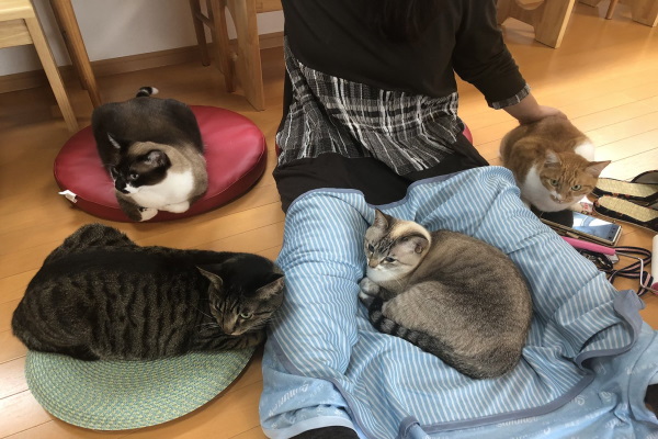 日本貓咪咖啡廳的另類推拿服務　竟有店喵幫忙暖屁屁！