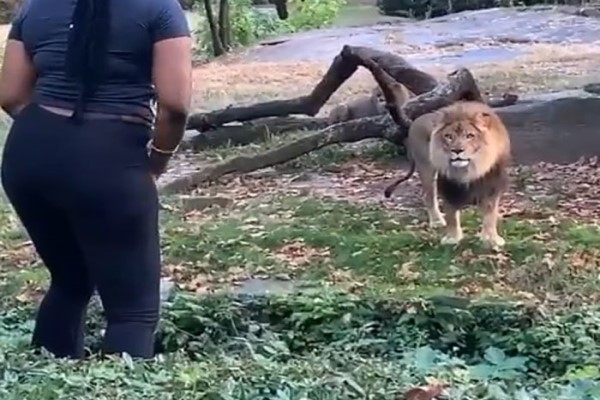 不可取！女子爬進動物園柵欄大膽向獅子挑釁　網怒：愚蠢！