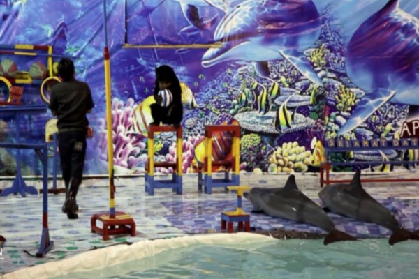 海豚被迫在酒店泳池表演15年　中毒失明滿身傷痕終獲救！