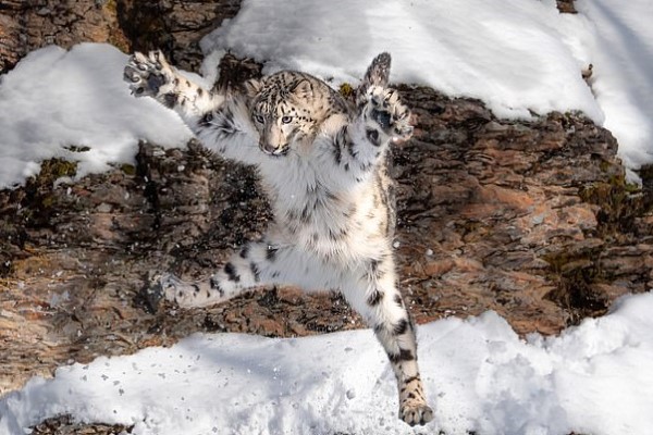 攝影師捕捉大貓在雪地跳躍的超萌瞬間　雪豹：來跳舞吧！