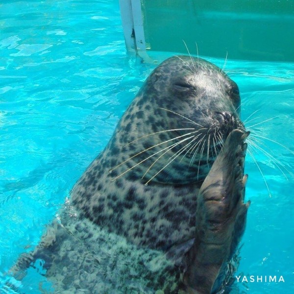 日本水族館的海豹居然會撐傘？　網笑：這是工讀生吧！