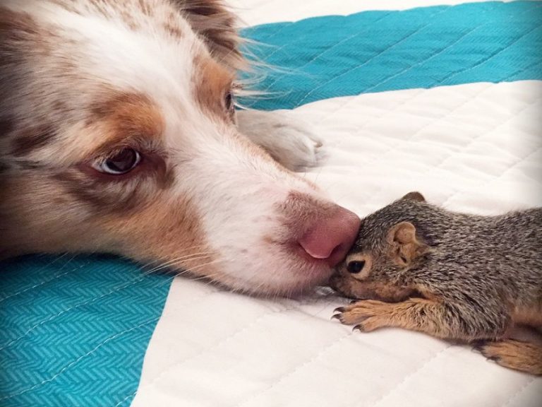 牧羊犬乃凱莉與松鼠史都華一撇天性的常態，居然變成密不可分的好朋友！（圖／IG@dog_and_squirrel）