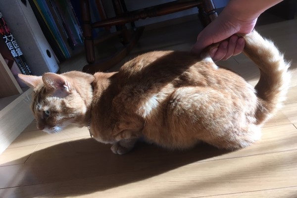 網友炫耀秋季新款「貓咪提包」　四項缺點卻被網友讚爆！