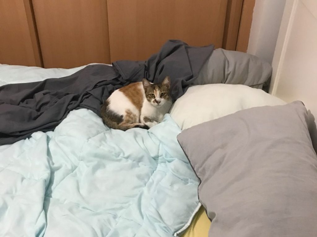 貓咪：欸先生你誰！闖進來幹嘛啦！(圖/Hayden Winter) 