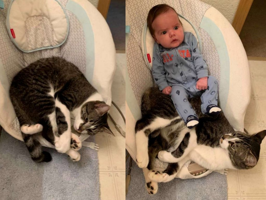 我就讓著你一點，以後記得幫朕鏟屎嘿！ (圖/Rachel Franzen) 