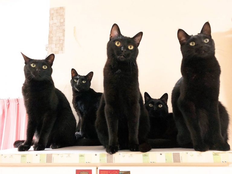 日本推主@kgrmnk飼養五隻黑貓（圖／twitter@kgrmnk）