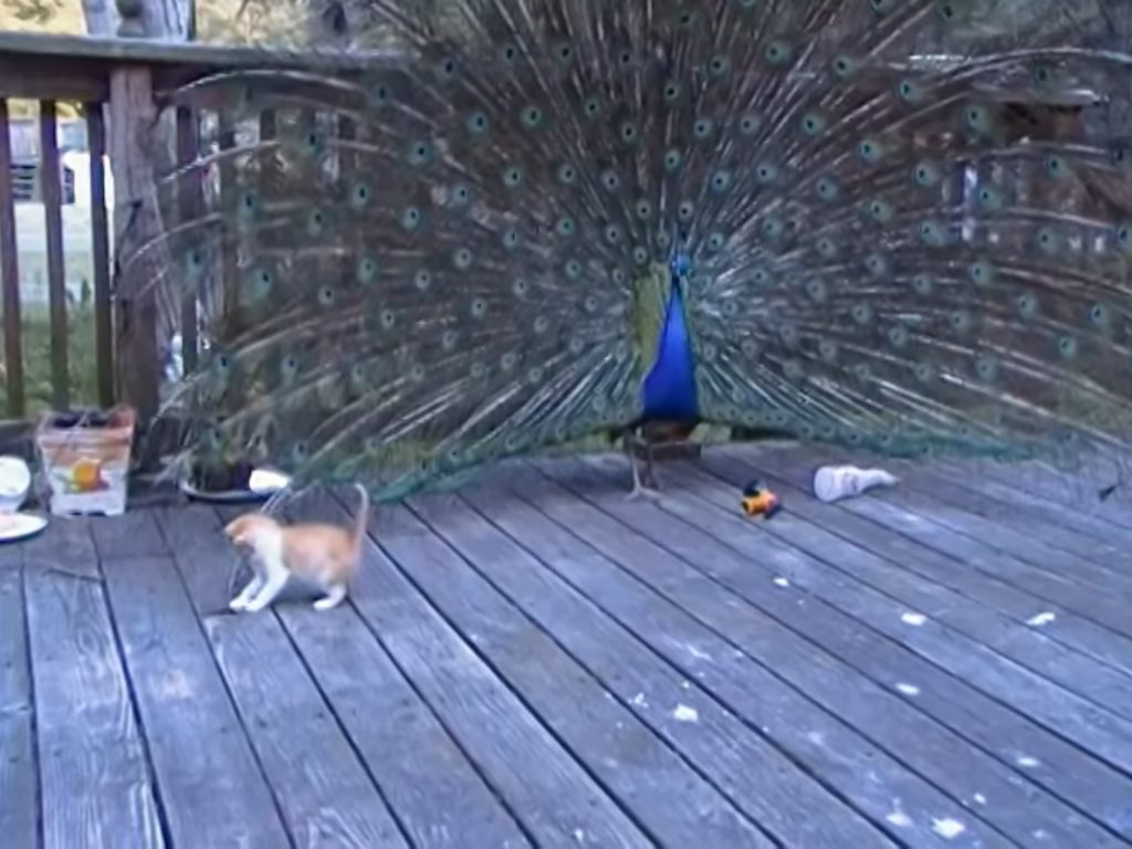 孔雀：（退退退）你奏凱～本鳥的美都被你毀了！討M啦！ (圖/Youtube@Malinda Coltura) 