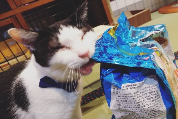 到大阪「貓浴場」泡貓湯　吸貓舒壓還能帶喜愛的主子回家？