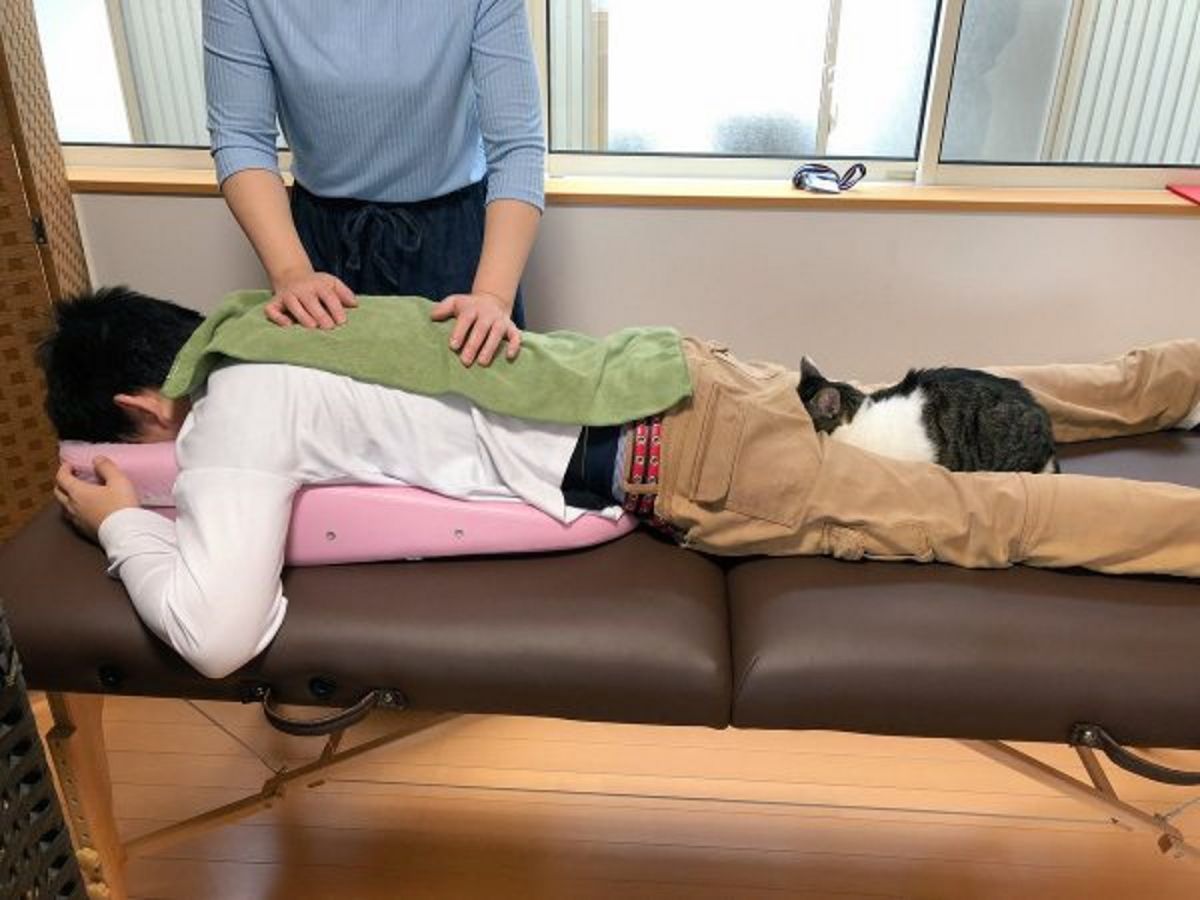 日本貓咪咖啡廳提供推拿服務，竟然有店貓直接把頭埋在客人屁屁「埋頭大睡」！（圖／FB＠猫カフェ 福ねこ）