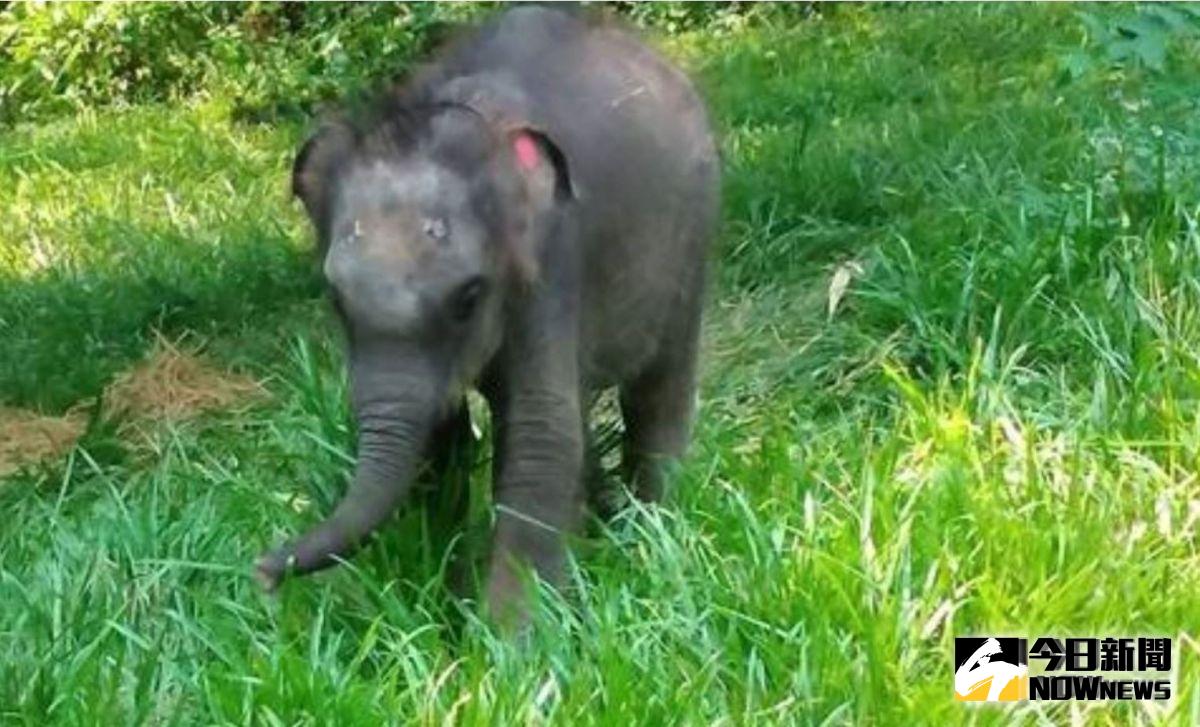 日前，泰國一座國家公園內的小象，窩在照料者的大腿上打盹。（圖／ANN）