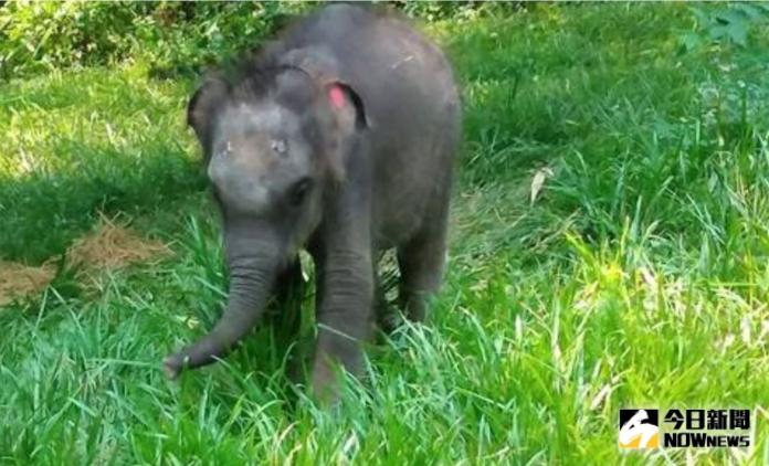 日前，泰國一座國家公園內的小象，窩在照料者的大腿上打盹。（圖／ANN）