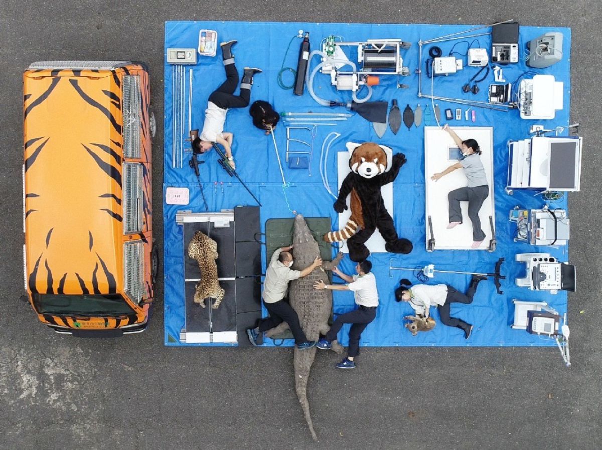 ▲台北市立動物園動物醫院行動診療所小虎車，方便獸醫外出看診。（圖／台北市立動物園提供）
