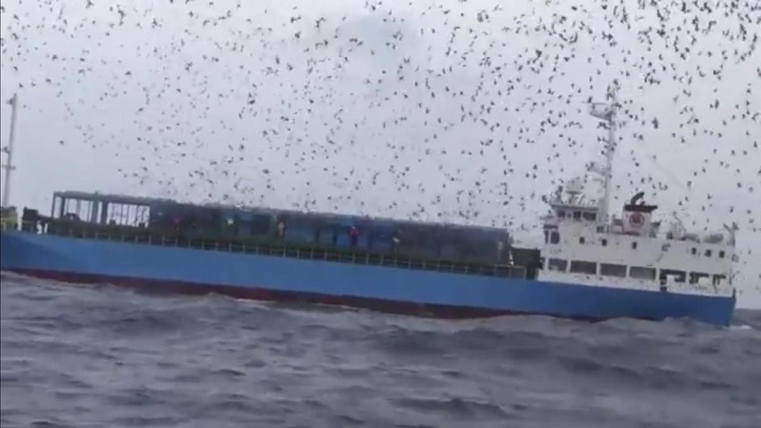 ▲海上賽鴿放飛宛如下「鴿子雨」（圖／美國善待動物組織紀錄片）