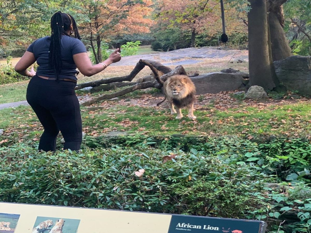 一名女子闖入非洲獅子區的圍欄裡向獅子手舞足蹈（圖／IG@realsobrino）
