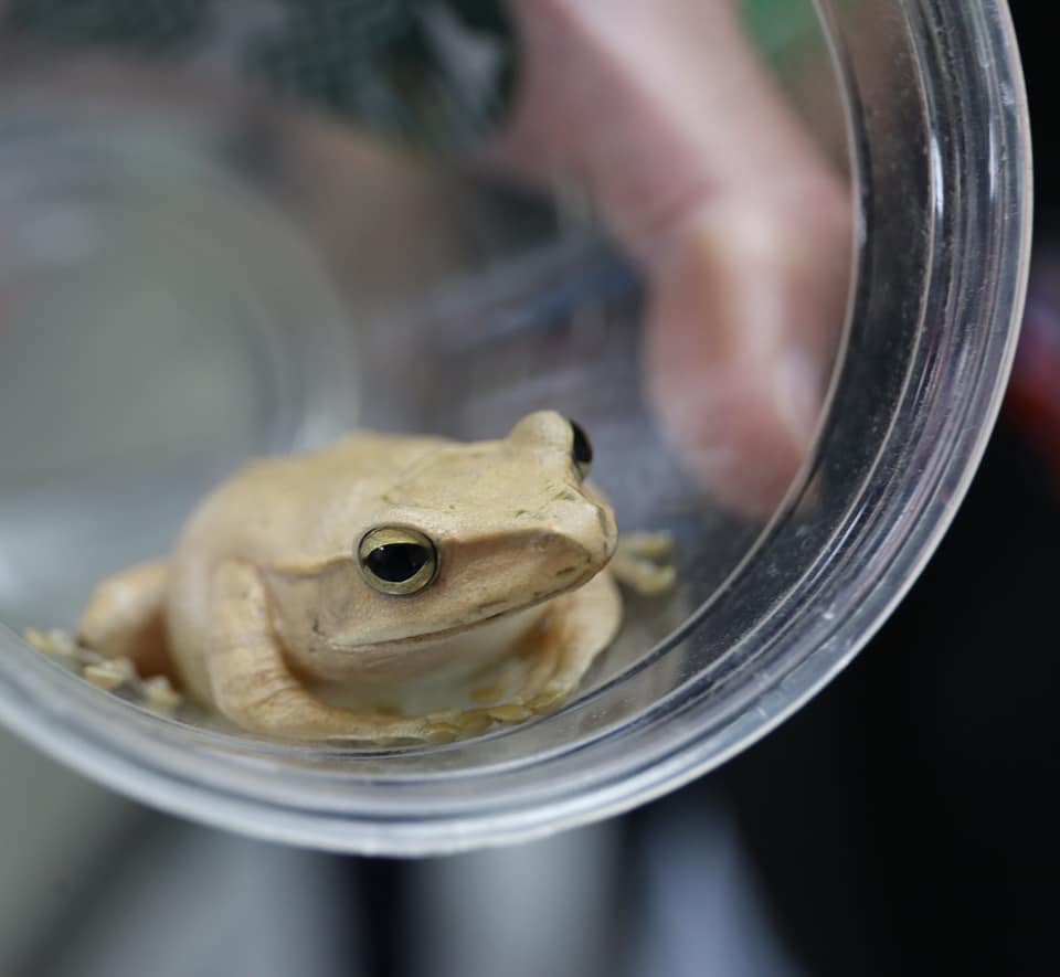 ▲金門各鄉鎮皆發現斑腿樹蛙蹤跡，縣府邀請民眾加入通報行列。（圖／金門縣政府提供）