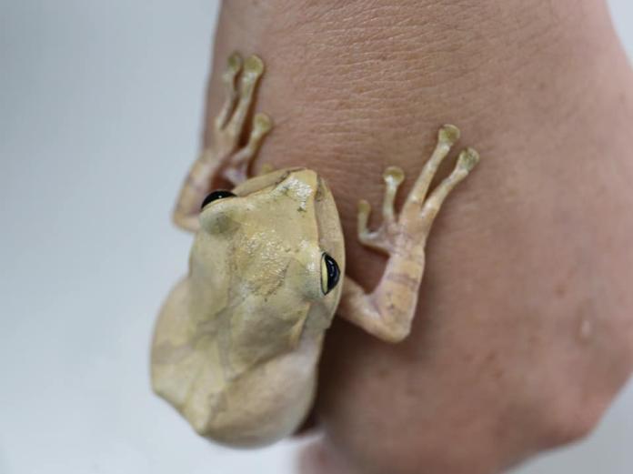 斑腿樹蛙趾端的吸盤發達
