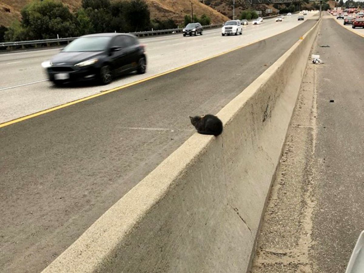 沒有人知道這隻小灰貓怎麼會出現在分隔島，但是大家都很慶幸牠被拯救，許多網友也被牠的可愛模樣萌翻。(圖/Twitter@LAPDHQ)