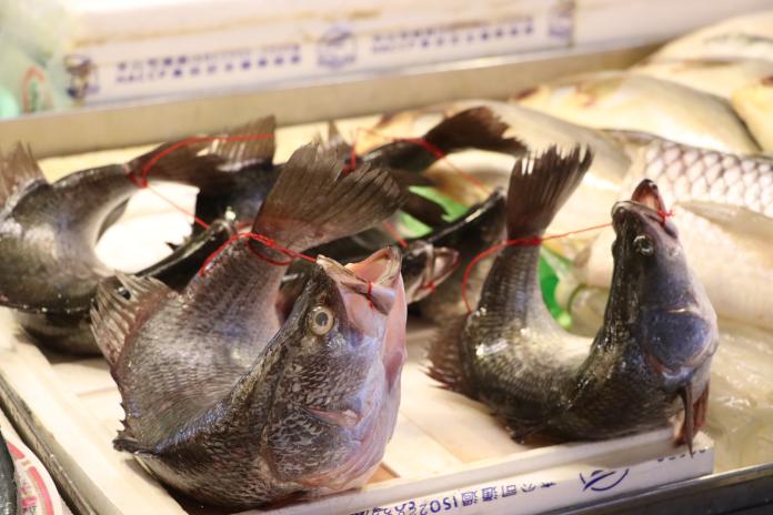 每年345萬鱸魚被綁成「活體弓魚」　動保團籲修法禁止
