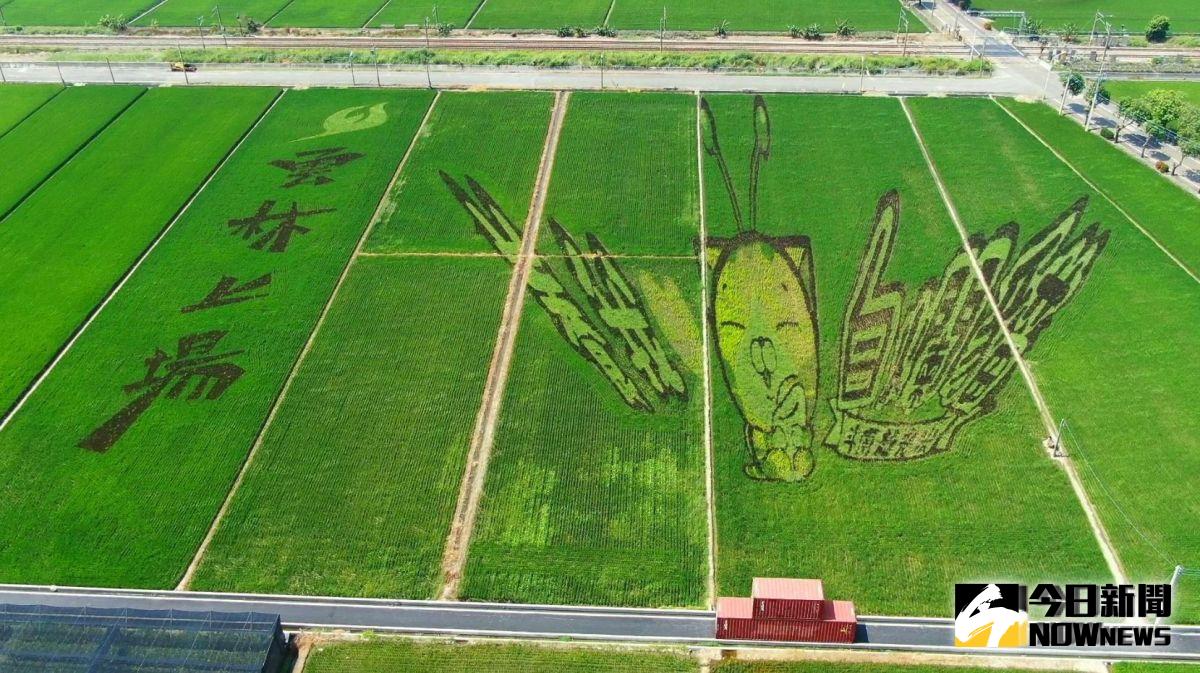 ▲斗南鎮農會的白爛貓彩繪稻田在國慶連假結合越光米蟲好懂吃市集隆重登場。（圖／記者簡勇鵬攝，2019.10.04）