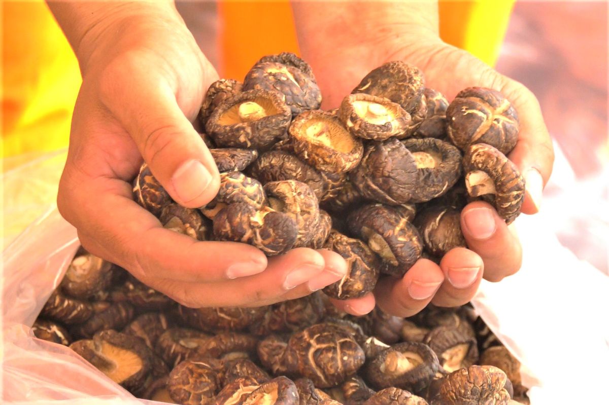 ▲今年度走私大陸香菇共計查獲27案，總重達5,844.72公斤，市價逾新臺幣1200萬元。（圖／金門岸巡隊提供）