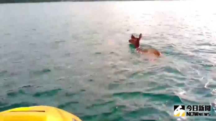萬幸！瀕臨絕種母鹿溺水　獲泰國漁夫救援
