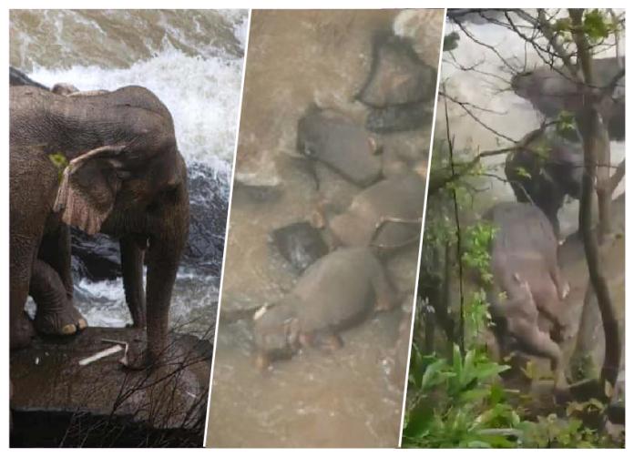 三歲的小象寶寶從瀑布上滑落成為了悲劇性事件的開端。(圖／翻攝自推特拷／艾國家公園)