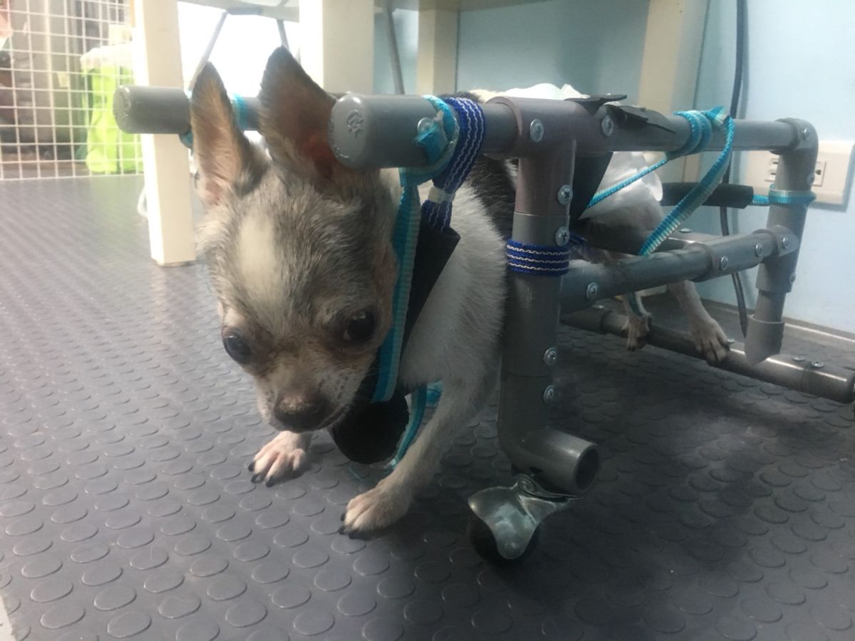 ▲朱展昇陪著老吉參與拍攝、學習，他們認真學習看著講師從分解、說明、一個輪子、一截水管到製作一座輪椅完成。（圖／新北市動保處提供）