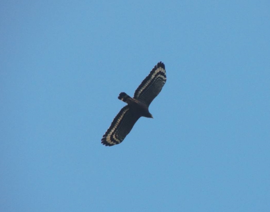 ▲大冠鷲展翅時，白色橫帶是其重要特徵。（圖／嘉義林區管理處提供）
