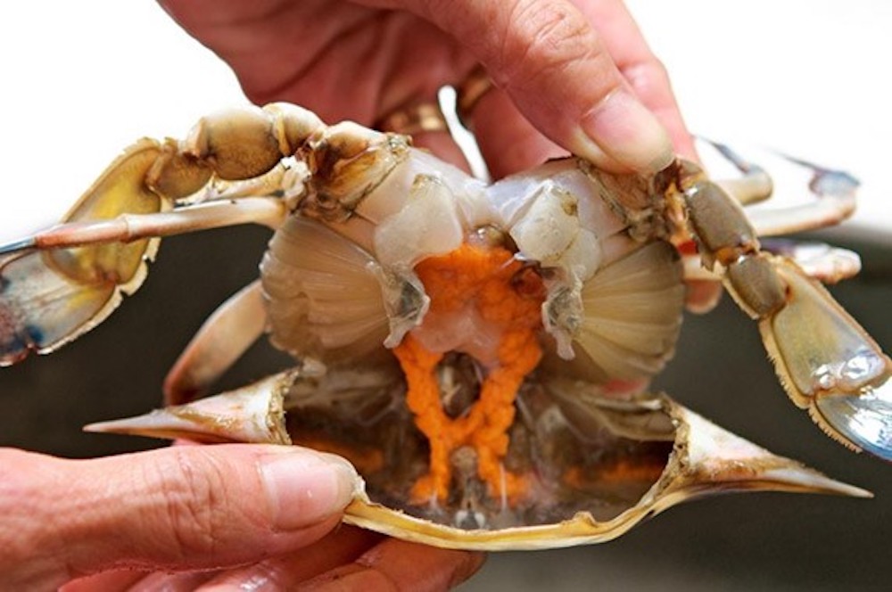 ▲新北市推出在地品牌「萬里蟹」，為宣傳特色料理，推出「歡樂無限號」小紅胖卡車巡迴各地展售萬里蟹料理。（圖／新北市漁業處提供）
