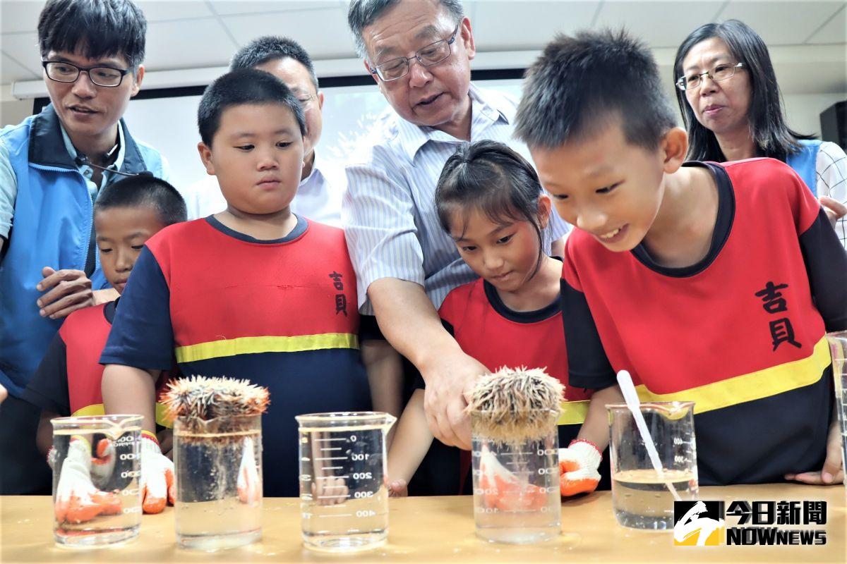 ▲吉貝國小師生實地體驗種苗場的馬糞海膽繁養殖體驗活動，由澎湖縣長賴峰偉與學童扮演海膽助產士角色。（圖／記者張塵攝，2019.10.08）