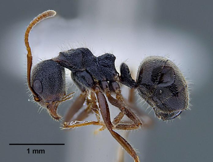 ▲疣胸琉璃蟻是台灣本土性蟻類。（圖／彰化師範大學生物學系教授林宗岐提供）