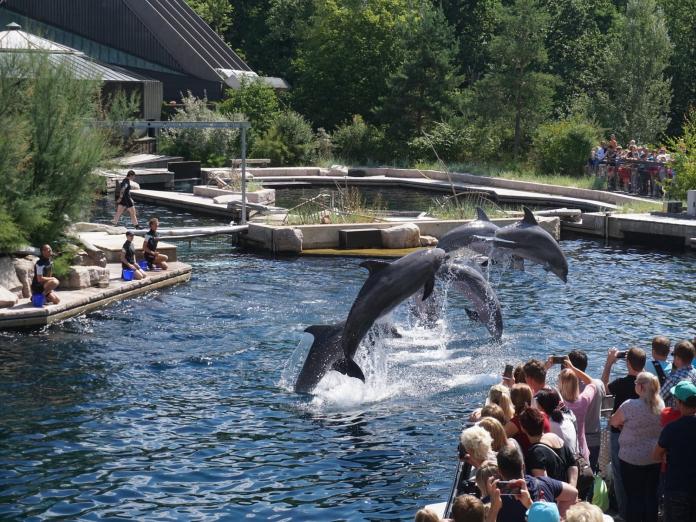 不忍鯨豚遭圈養　知名旅遊平台宣布停售海洋世界門票！
