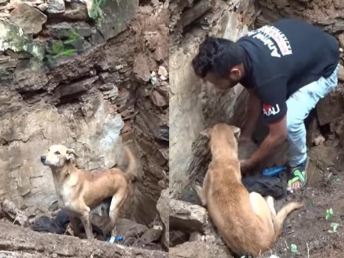 一隻母狗在房屋坍塌處焦急地希望人類幫忙挖出牠的小孩（圖／FB@Animal Aid Unlimited）