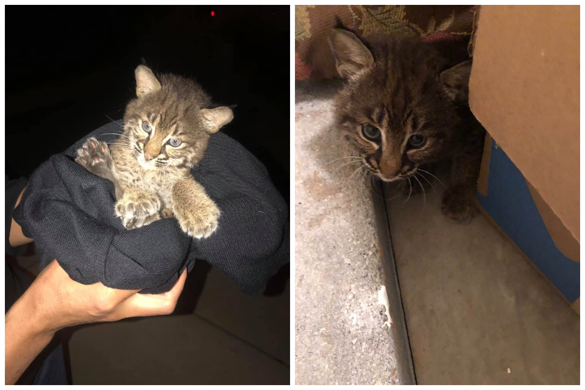 ▲吉爾在高速公路上驚險救「貓」，發文找人認養才知道自己誤會了。（合成圖／翻攝自 Jill Masengale Hicks 臉書）