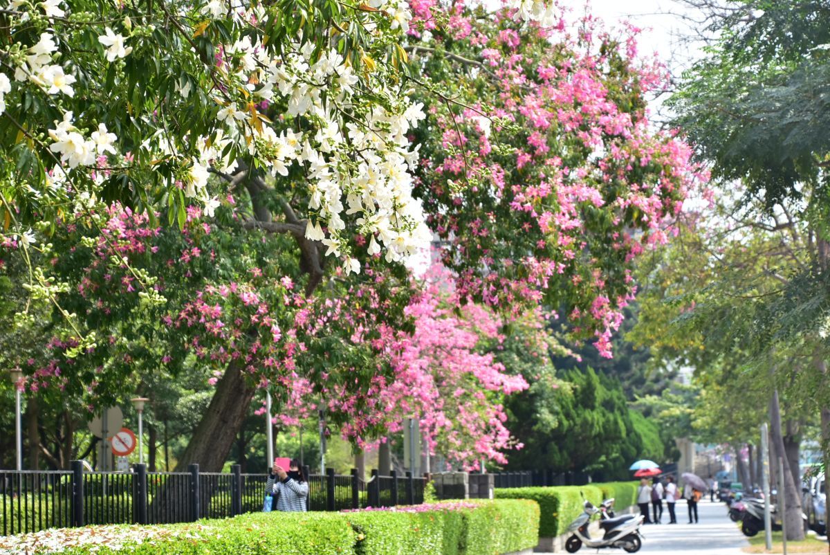 ▲南區健康公園、南屯豐樂雕塑公園等，美人樹綻放粉紅花朵。 (圖／柳榮俊翻攝2019.10.9)