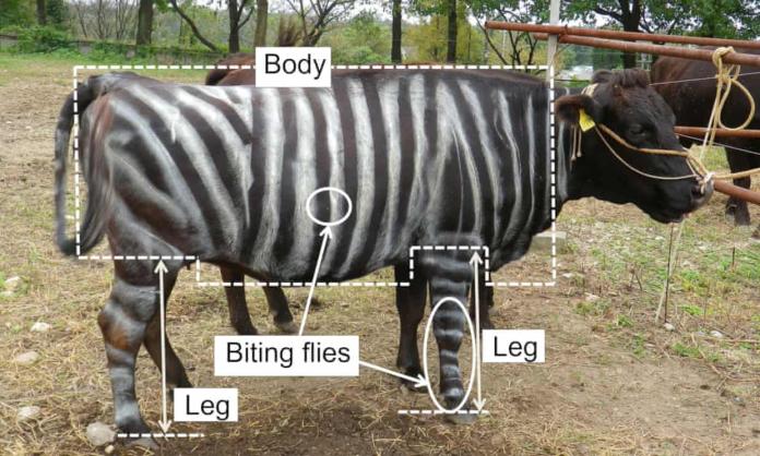一位研究人員發現，在6頭懷孕的日本黑牛身上塗上4釐米至5釐米的條紋，能將蒼蠅咬傷綠減至50%。(圖／Plos One)