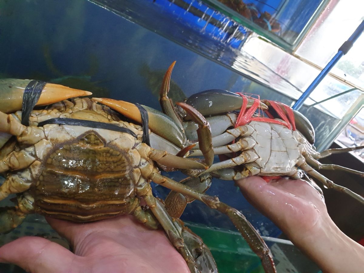 ▲秋蟹肥美，公蟹有蟹膏、母蟹有蟹黃，如何辨識？把螃蟹翻一面，看看肚子，左邊圓的是母蟹，右邊尖的是公蟹。（圖／金武鳳攝，2019.10.12)
