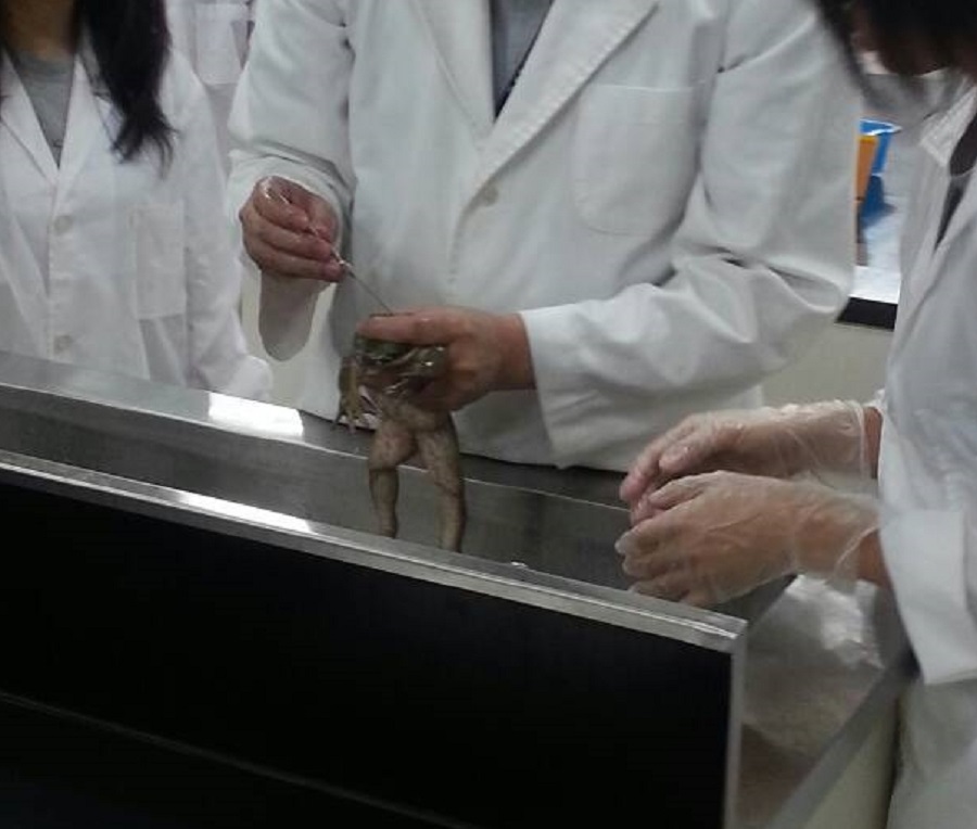 ▲該補習班經調查後發現該補補習班未使用活體動物，且特地委外教師教學牛蛙身體構造。（圖／新北市動保處提供）