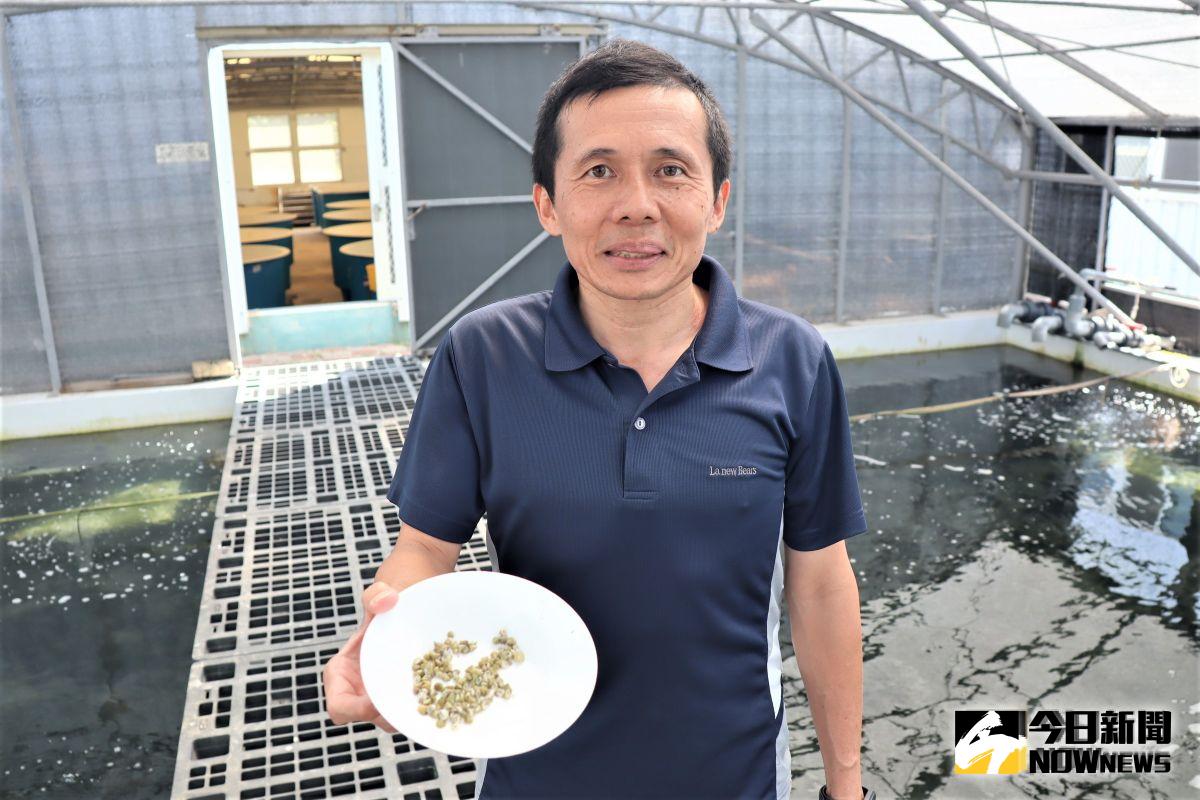 ▲澎湖海洋生物研究中心今年度接受澎湖縣政府農漁局的委託，繁殖市場十分搶手的銀塔鐘螺幼苗，研究人員還發明小小鐘螺的「中途之家」提高存活率。（圖／記者張塵攝，2019.10.14）