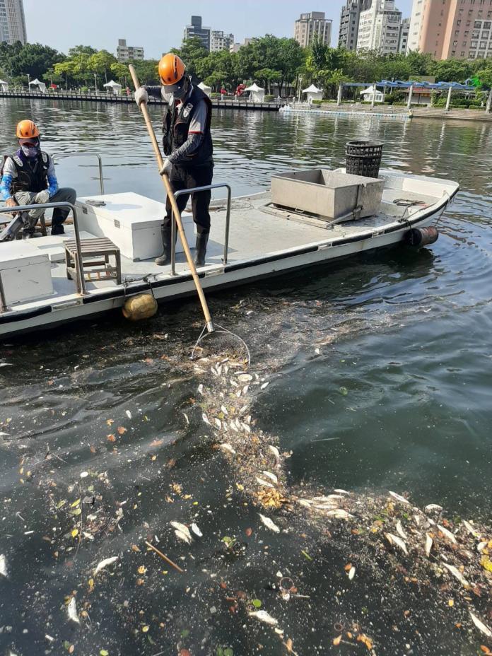 ▲愛河出現大量死魚，環保局一連兩天共打撈650公斤魚屍。（圖／高市環保局提供）