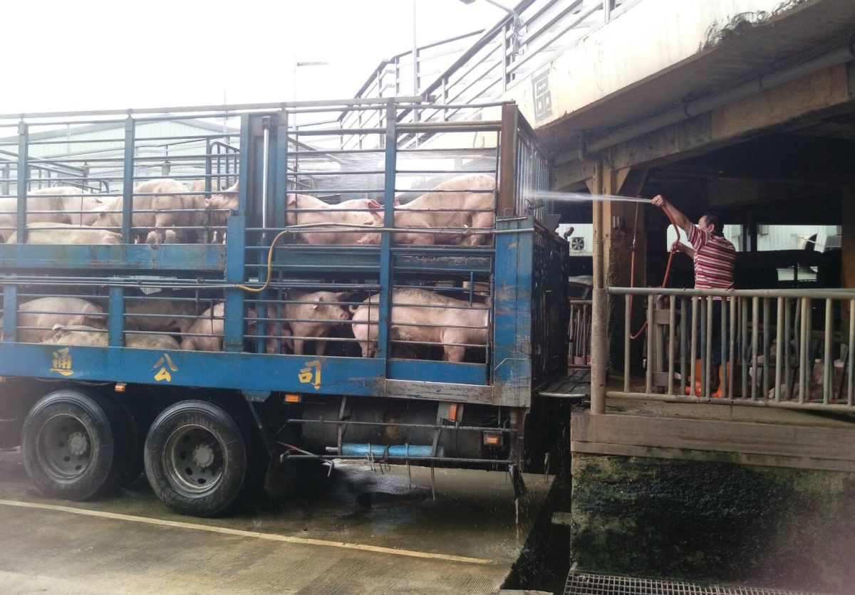 ▲運送及屠宰時可利用動物特性，以木板推移前進取代電擊驅趕，並注意日晒遮蔭，長途運送時需給予動物適時休息。（圖／新北市動保處提供）