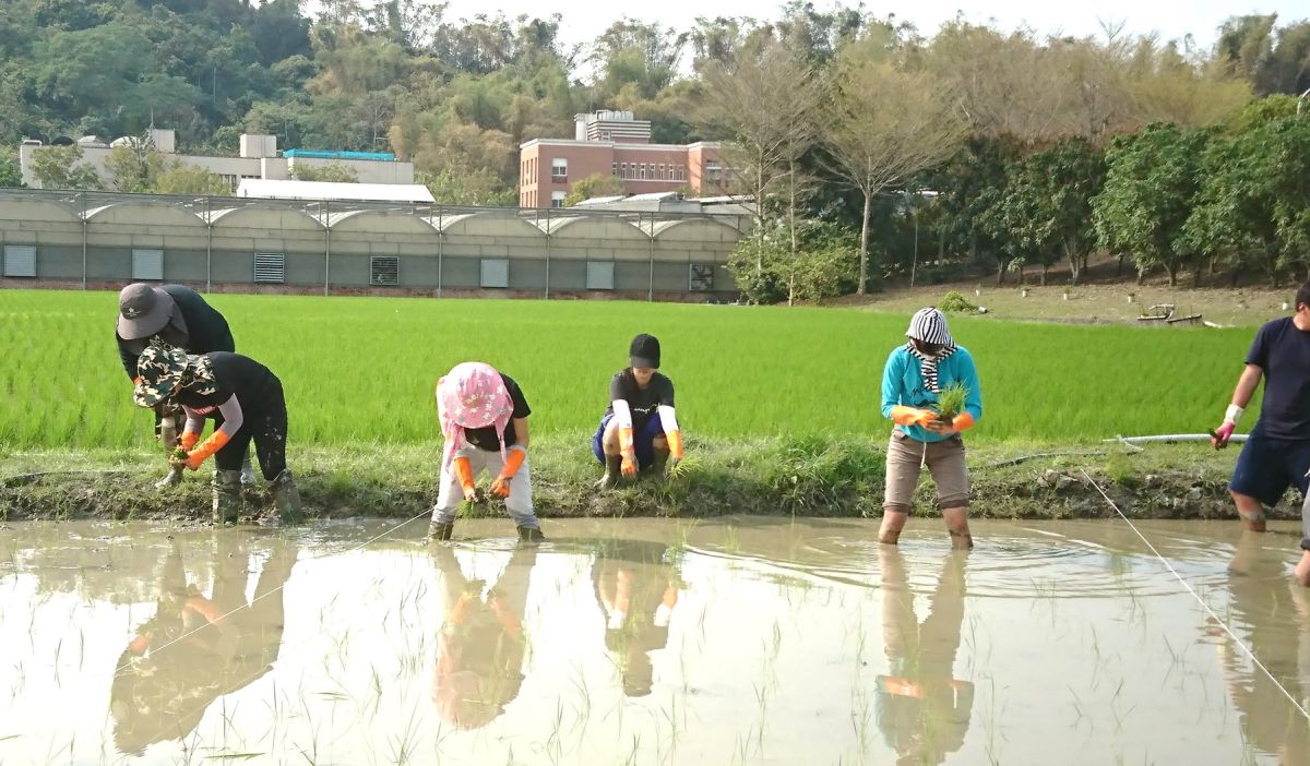 ▲學生於嘉大實習田區插植新品種水稻。（圖/嘉大提供，2019.10.15）