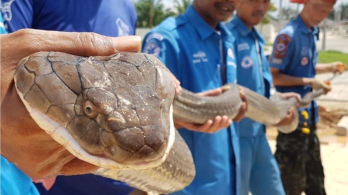 世界最長劇毒眼鏡王蛇! 竟在泰國南部市區的下水道捕獲
